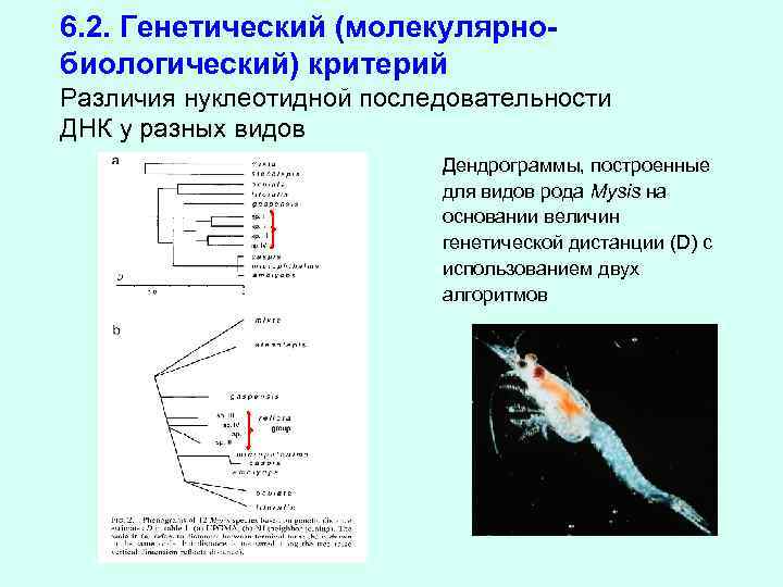 Генетический критерий. Молекулярно-генетический критерий примеры. Молекулярно-генетический критерий вида примеры. Молекулярно-биологический критерий.. Молекулярно-биологический критерий примеры.