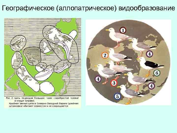 Географическое видообразование. Географическая изоляция видообразование.