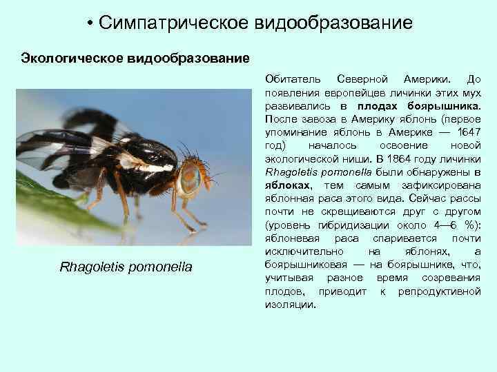  • Симпатрическое видообразование Экологическое видообразование Rhagoletis pomonella Обитатель Северной Америки. До появления европейцев