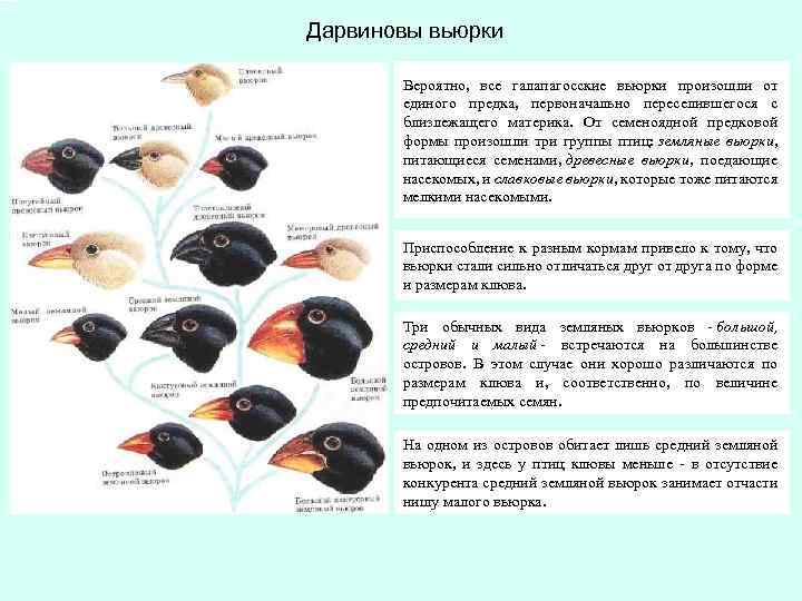Дарвиновы вьюрки Вероятно, все галапагосские вьюрки произошли от единого предка, первоначально переселившегося с близлежащего