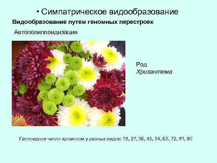  • Симпатрическое видообразование Видообразование путем геномных перестроек Автополиплоидизация Род Хризантема Гаплоидное число хромосом