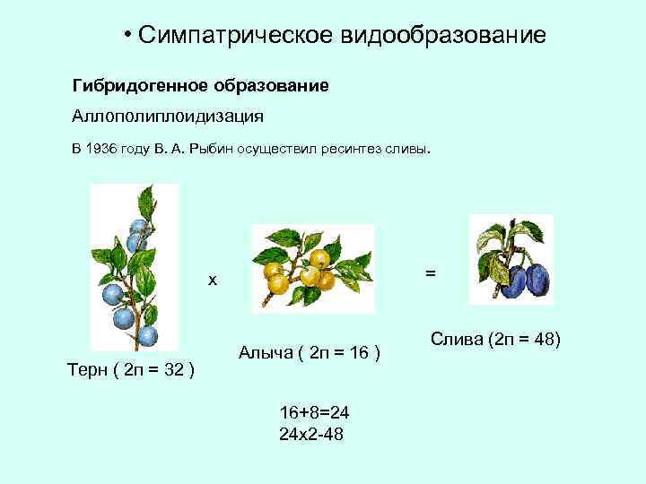  • Симпатрическое видообразование Гибридогенное образование Аллополиплоидизация В 1936 году В. А. Рыбин осуществил