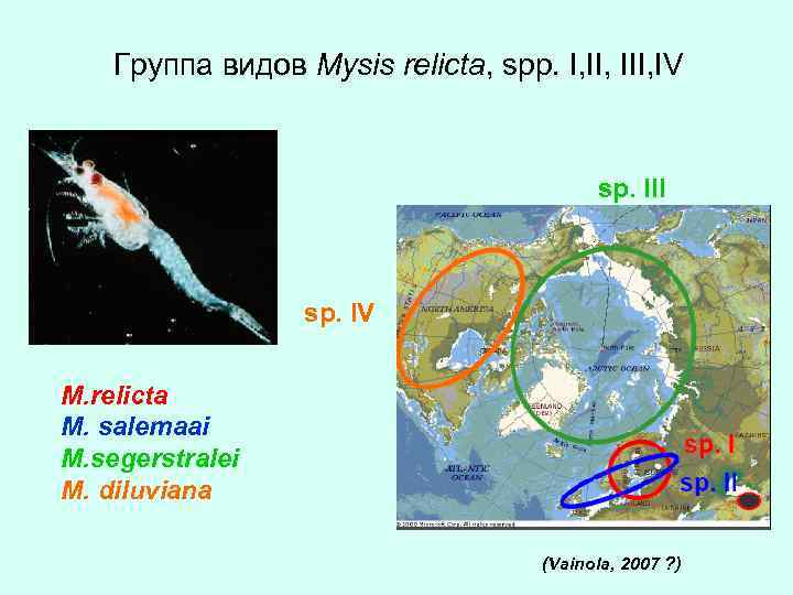 Группа видов Mysis relicta, spp. I, III, IV sp. III sp. IV M. relicta