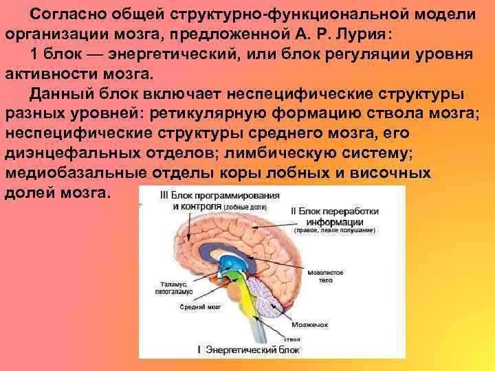 Согласно общей структурно-функциональной модели организации мозга, предложенной А. Р. Лурия: 1 блок — энергетический,