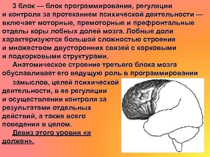 3 блок — блок программирования, регуляции и контроля за протеканием психической деятельности — включает