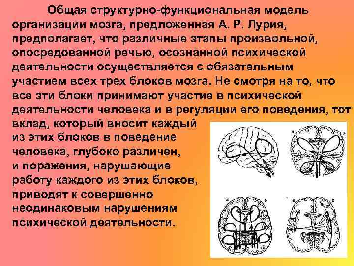 Общая структурно-функциональная модель организации мозга, предложенная А. Р. Лурия, предполагает, что различные этапы произвольной,