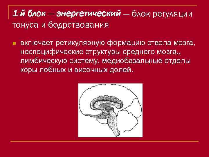 1 -й блок — энергетический — блок регуляции тонуса и бодрствования n включает ретикулярную