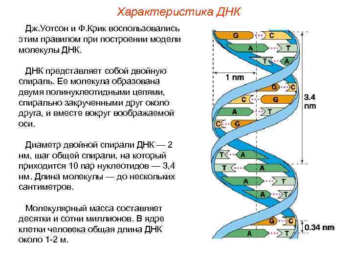 Характеристика ДНК Дж. Уотсон и Ф. Крик воспользовались этим правилом при построении модели молекулы