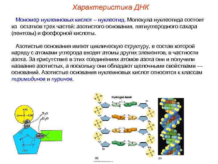 Характеристика ДНК Мономер нуклеиновых кислот – нуклеотид. Молекула нуклеотида состоит из остатков трех частей: