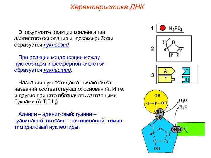 Характеристика ДНК В результате реакции конденсации азотистого основания и дезоксирибозы образуется нуклеозид. При реакции