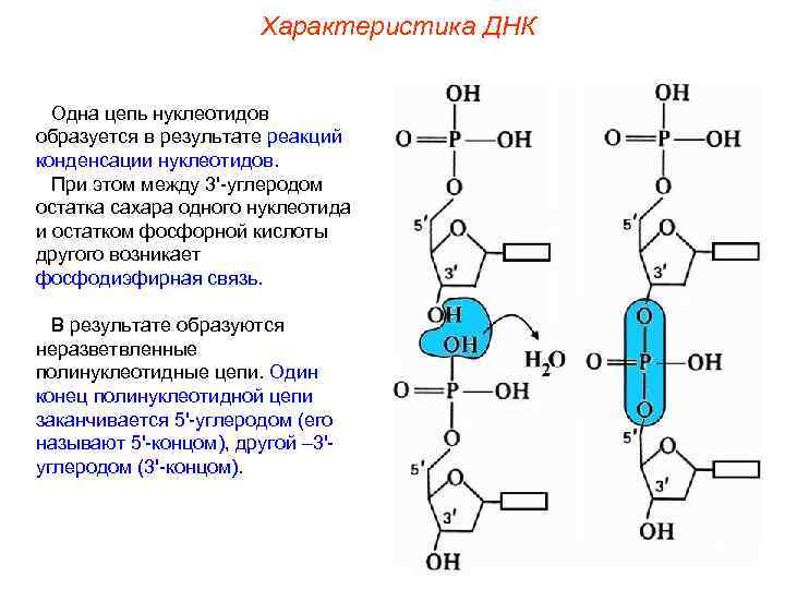 Характеристика ДНК Одна цепь нуклеотидов образуется в результате реакций конденсации нуклеотидов. При этом между