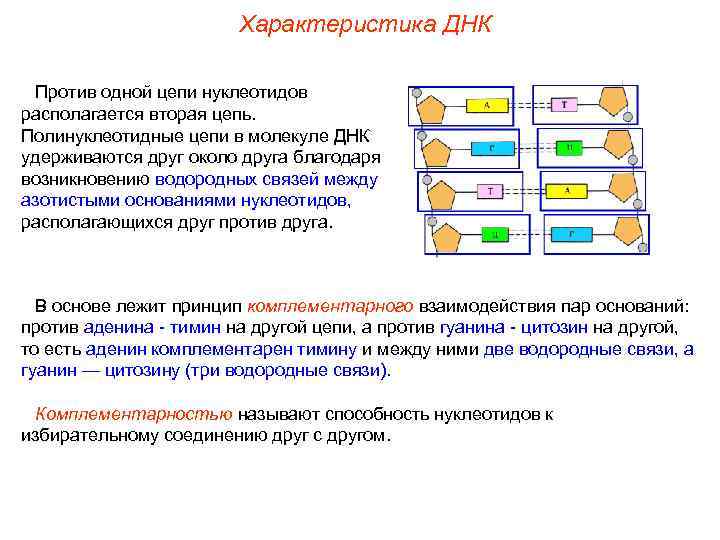 Характеристика ДНК Против одной цепи нуклеотидов располагается вторая цепь. Полинуклеотидные цепи в молекуле ДНК