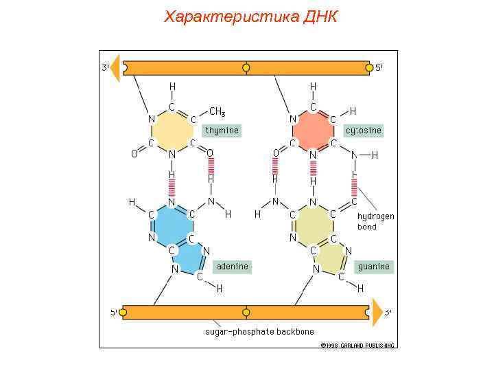 Характеристика ДНК 