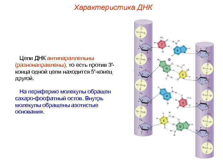 Характеристика ДНК Цепи ДНК антипараллельны (разнонаправлены), то есть против 3'конца одной цепи находится 5'-конец