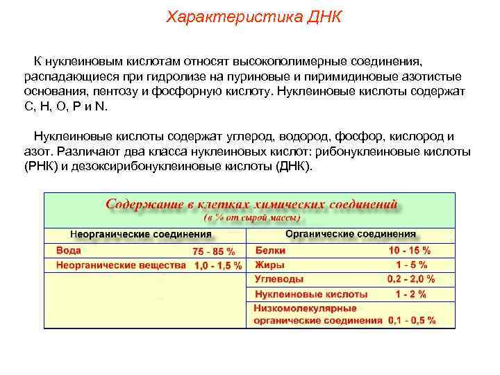 Характеристика ДНК К нуклеиновым кислотам относят высокополимерные соединения, распадающиеся при гидролизе на пуриновые и