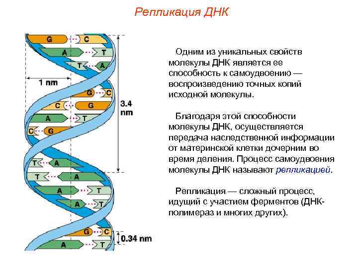 Репликация ДНК Одним из уникальных свойств молекулы ДНК является ее способность к самоудвоению —