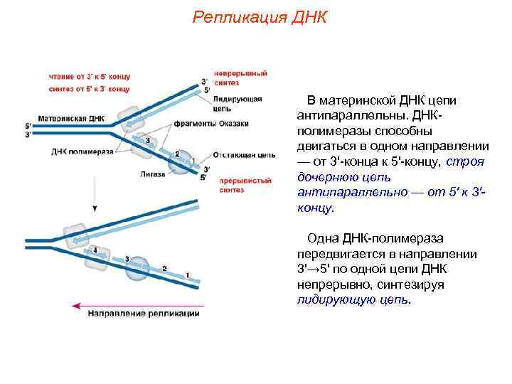 Репликация ДНК В материнской ДНК цепи антипараллельны. ДНКполимеразы способны двигаться в одном направлении —