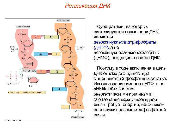 Репликация ДНК Субстратами, из которых синтезируются новые цепи ДНК, являются дезоксинуклеозидтрифосфаты (д. НТФ), а