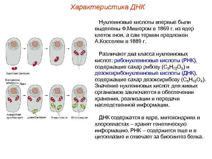 Характеристика ДНК Нуклеиновые кислоты впервые были выделены Ф. Мишером в 1869 г. из ядер