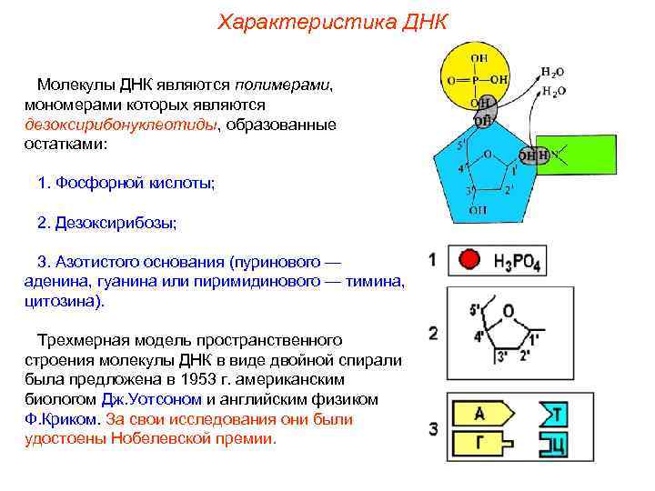 Характеристика ДНК Молекулы ДНК являются полимерами, мономерами которых являются дезоксирибонуклеотиды, образованные остатками: 1. Фосфорной