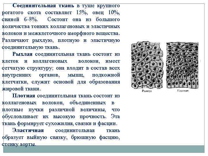 Соединительная ткань в туше крупного рогатого скота составляет 15%, овец 10%, свиней 6 -8%.