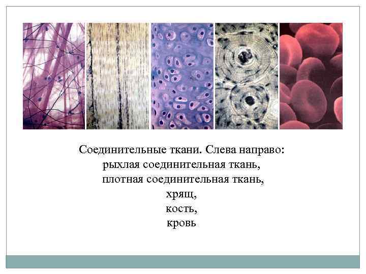 Соединительные ткани. Слева направо: рыхлая соединительная ткань, плотная соединительная ткань, хрящ, кость, кровь 