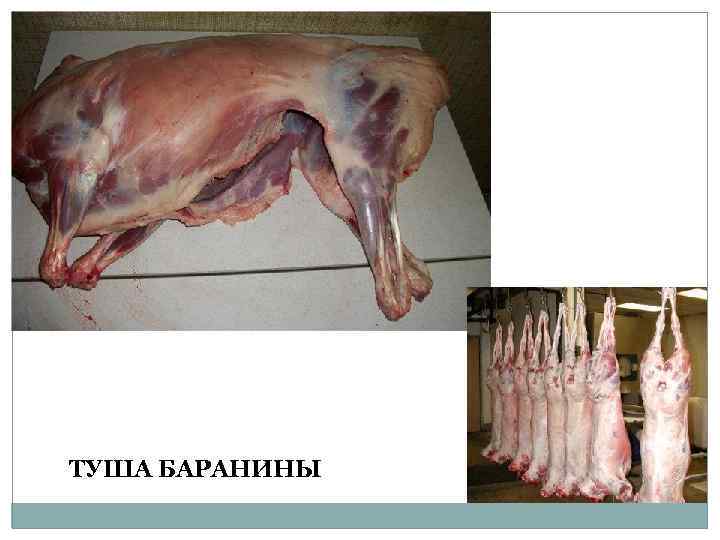 ТУША БАРАНИНЫ 