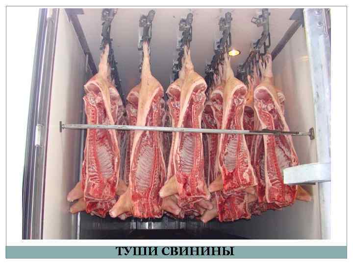 ТУШИ СВИНИНЫ 