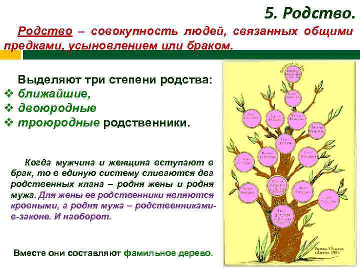 5. Родство – совокупность людей, связанных общими предками, усыновлением или браком. Выделяют три степени