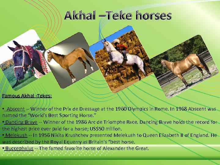 Akhal –Teke horses Famous Akhal -Tekes: • Abscent -- Winner of the Prix de