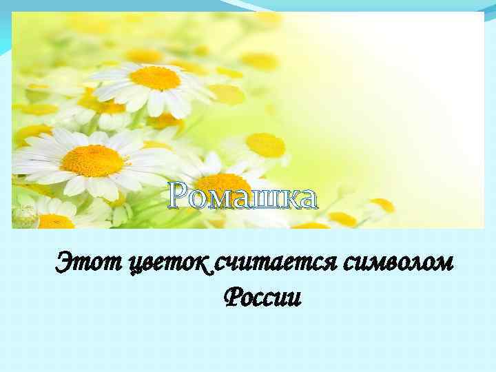 Ромашка Этот цветок считается символом России 