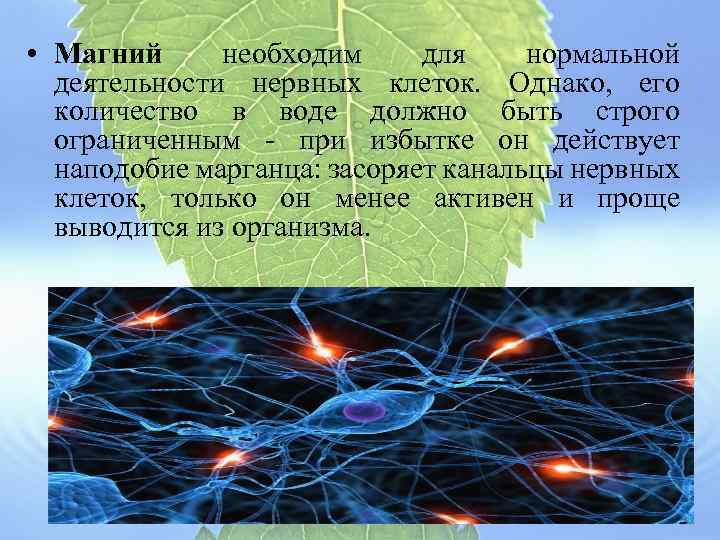  • Магний необходим для нормальной деятельности нервных клеток. Однако, его количество в воде