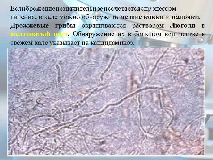 Если брожение незначительное и сочетается с процессом гниения, в кале можно обнаружить мелкие кокки