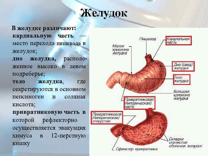 Как называется желудок