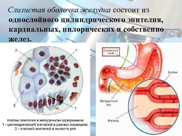  Слизистая оболочка желудка состоит из однослойного цилиндрического эпителия, кардиальных, пилорических и собственно желез.