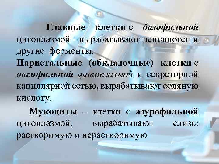 Главные клетки с базофильной цитоплазмой вырабатывают пепсиноген и другие ферменты. Париетальные (обкладочные) клетки с