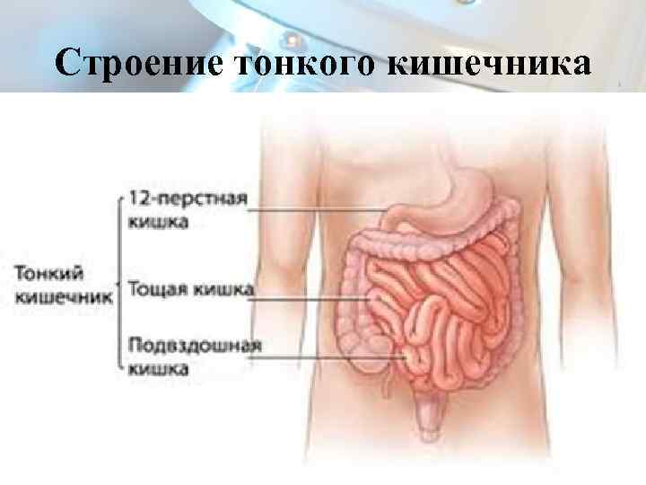 Строение тонкого кишечника 