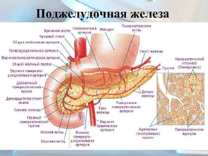Поджелудочная железа 