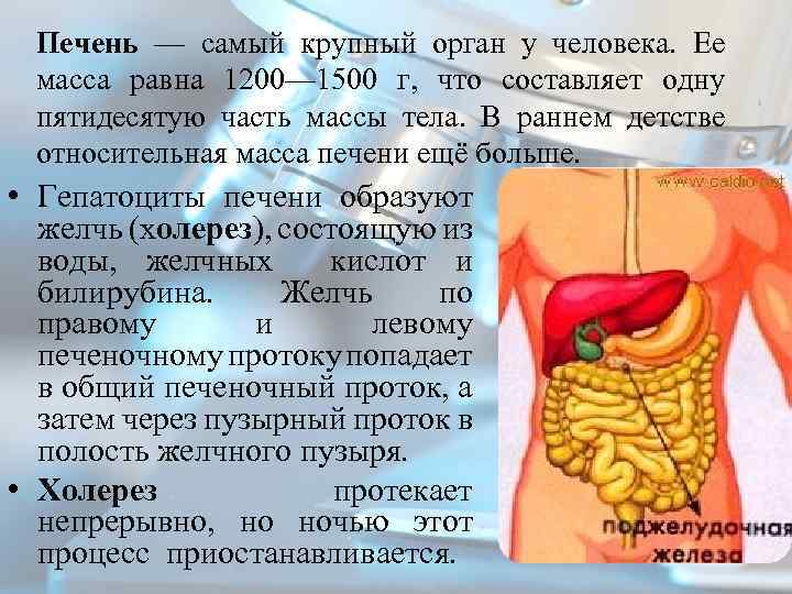 Какой самый большой орган у человека. Самый большой орган человеческого организма. Самый тяжёлый внутренний орган человека. Самой большой внутренний орган человека.