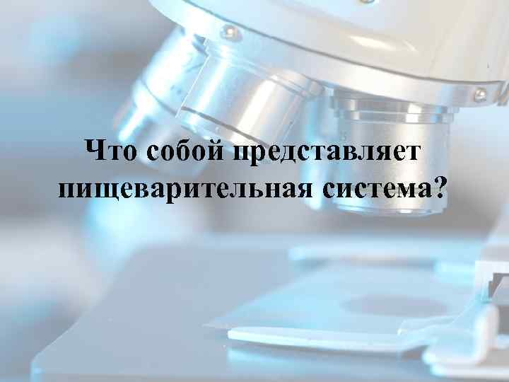 Что собой представляет пищеварительная система? 