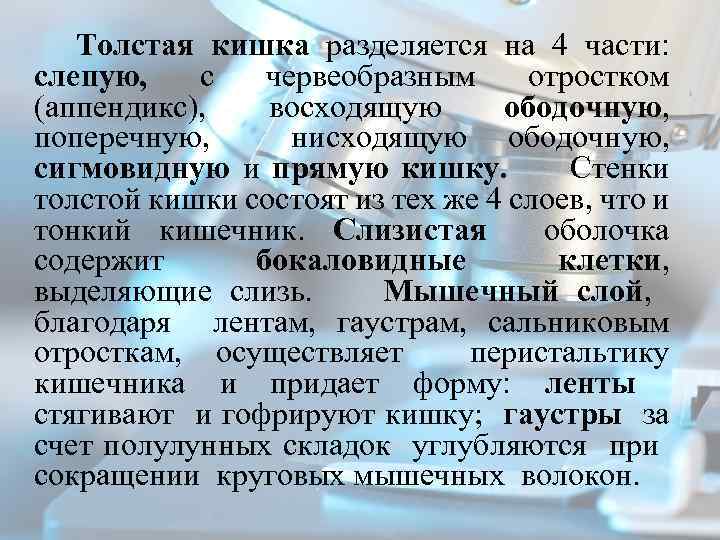  Толстая кишка разделяется на 4 части: слепую, с червеобразным отростком (аппендикс), восходящую ободочную,