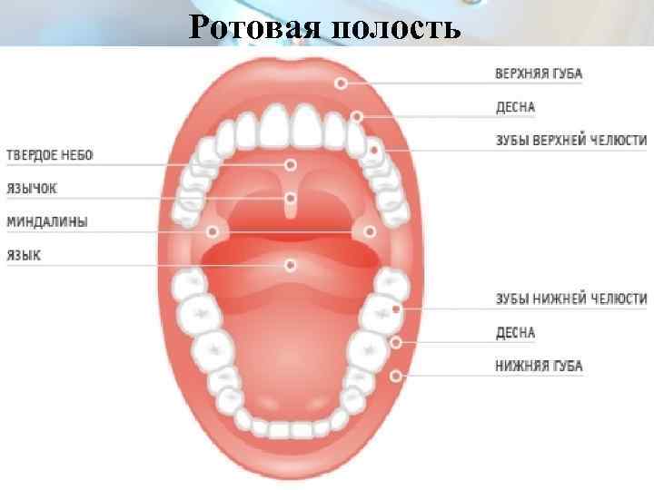 Ротовая полость 