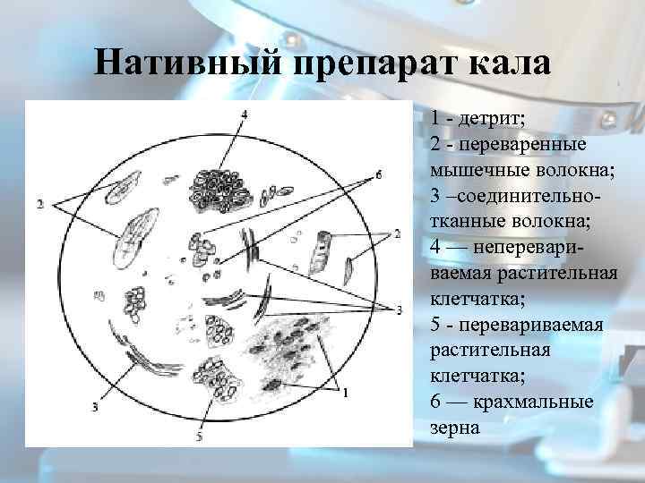 Растительная клетчатка в кале