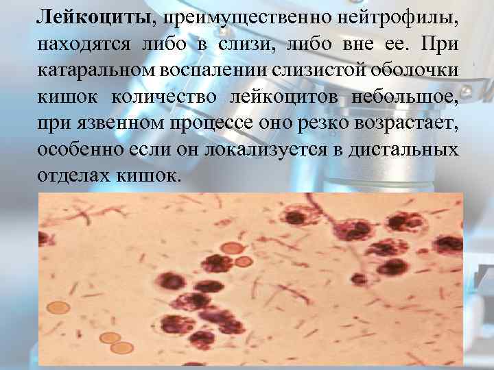 Лейкоциты, преимущественно нейтрофилы, находятся либо в слизи, либо вне ее. При катаральном воспалении слизистой