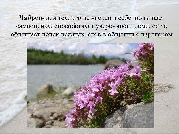 Чабрец- для тех, кто не уверен в себе: повышает самооценку, способствует уверенности , смелости,