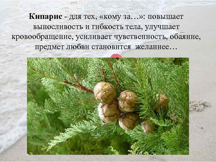 Кипарис - для тех, «кому за…» : повышает выносливость и гибкость тела, улучшает кровообращение,