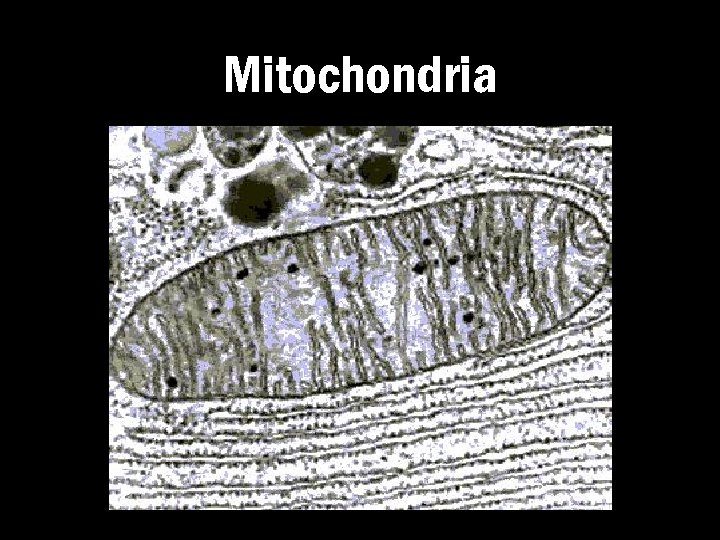 Mitochondria 