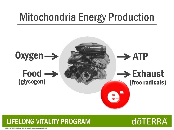 Mitochondria Energy Production Oxygen ATP Food (glycogen) LIFELONG VITALITY PROGRAM © 2010 dōTERRA Holdings,