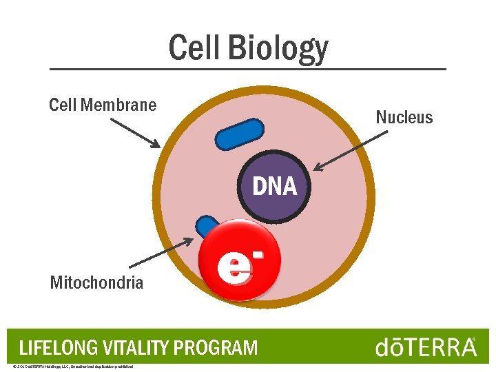 Cell Biology Cell Membrane Nucleus DNA Mitochondria e LIFELONG VITALITY PROGRAM © 2010 dōTERRA