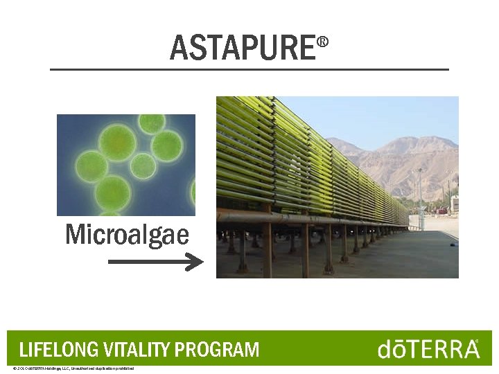 ASTAPURE Microalgae LIFELONG VITALITY PROGRAM © 2010 dōTERRA Holdings, LLC, Unauthorized duplication prohibited ®